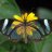 Glasswing_Butterfly